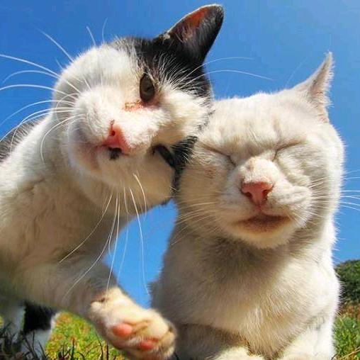 流浪猫的家庭