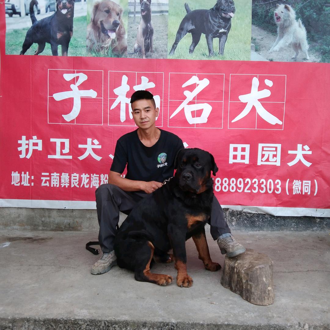 子楠名犬