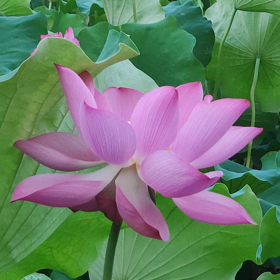 木子H