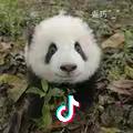 爬行的熊猫🐼