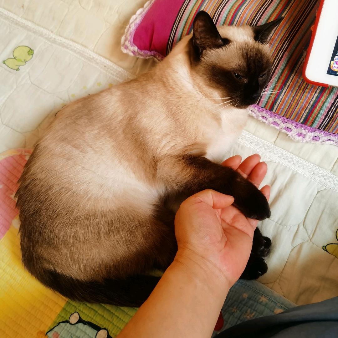 冰伊人～