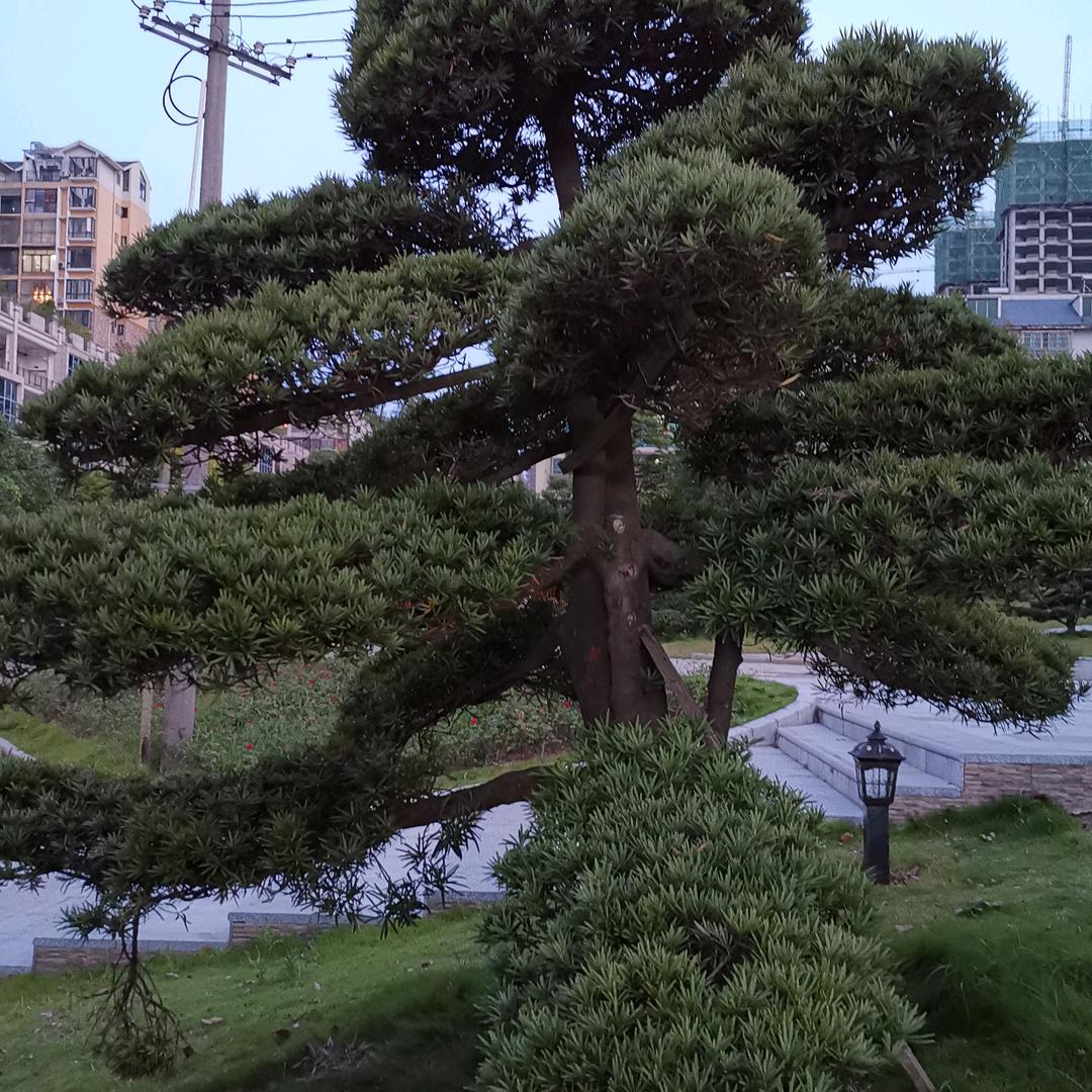 来麻