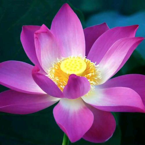 缘自来（学经中）