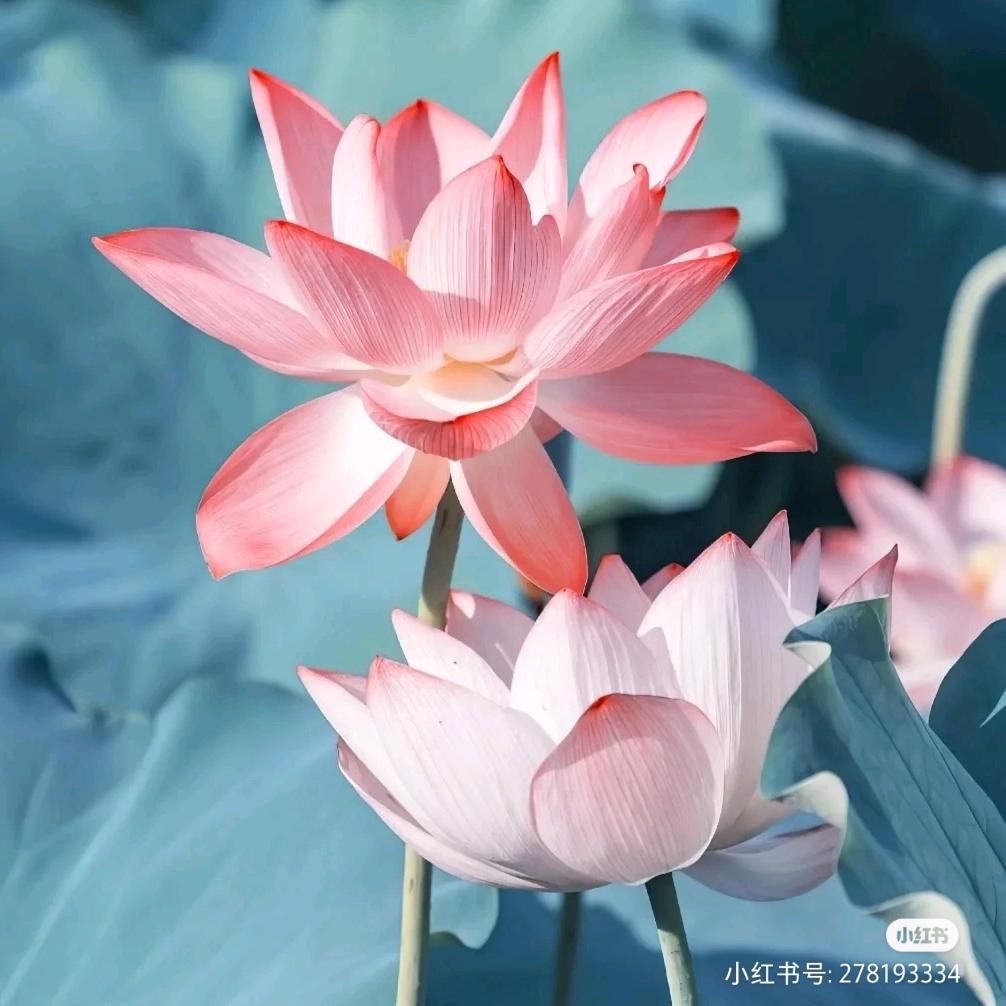 赵俪月
