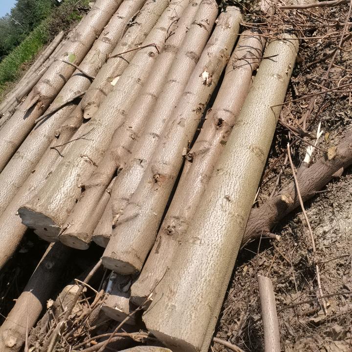 A大量收购全国泡桐，白杨树