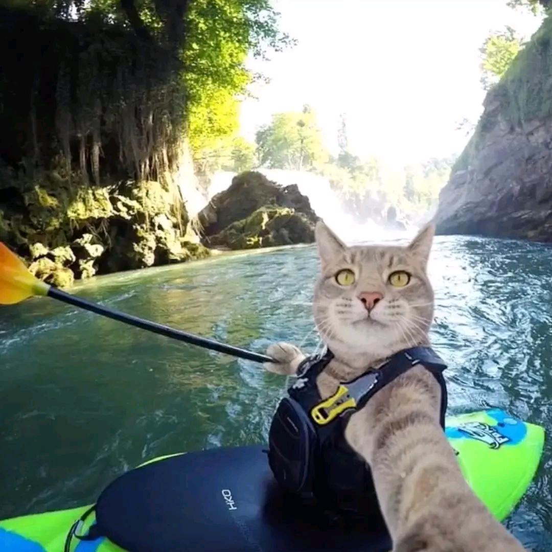 大猫