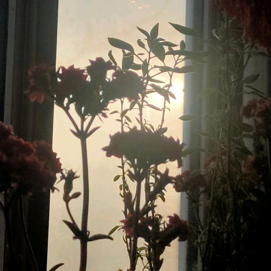静待花开花落