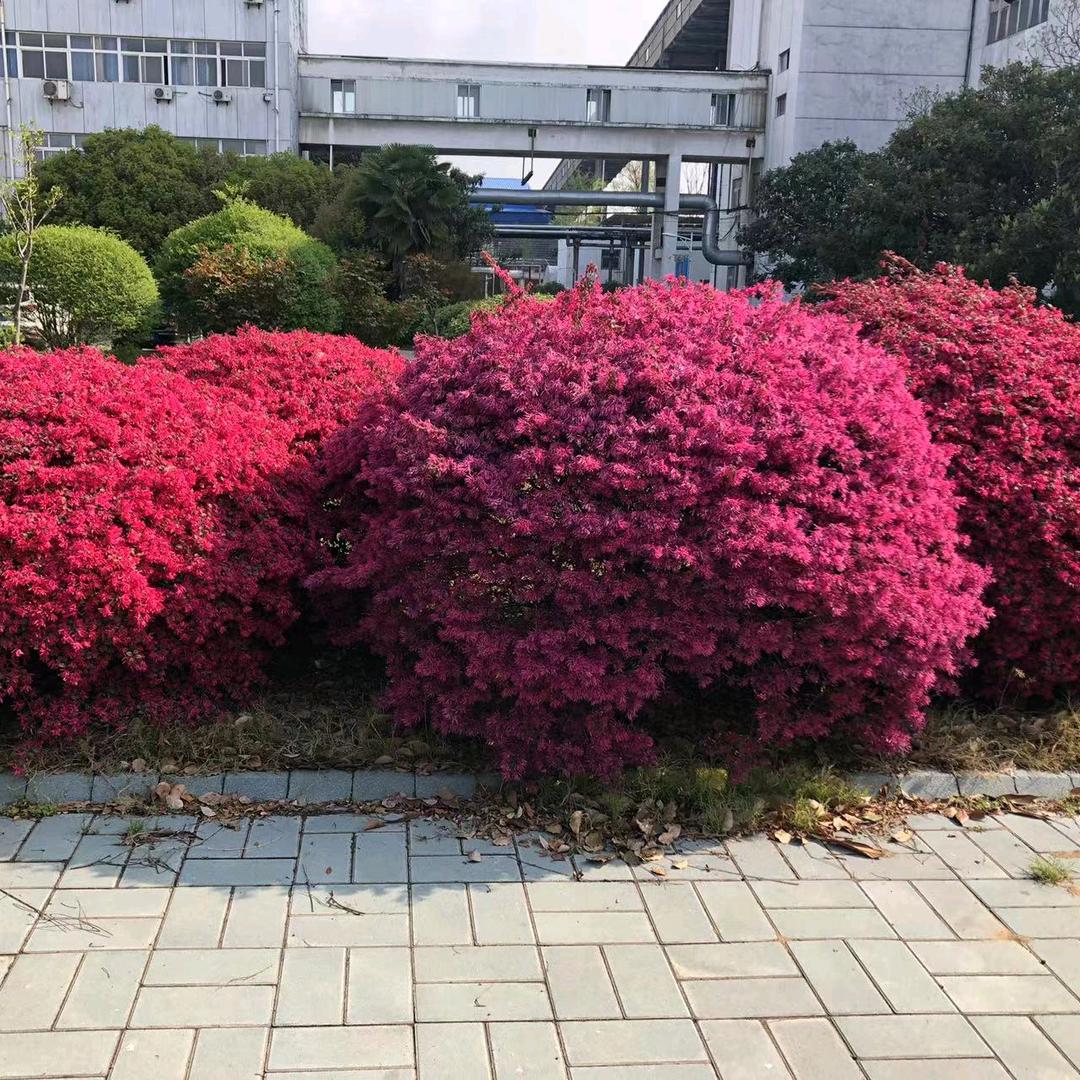 芬香怡人