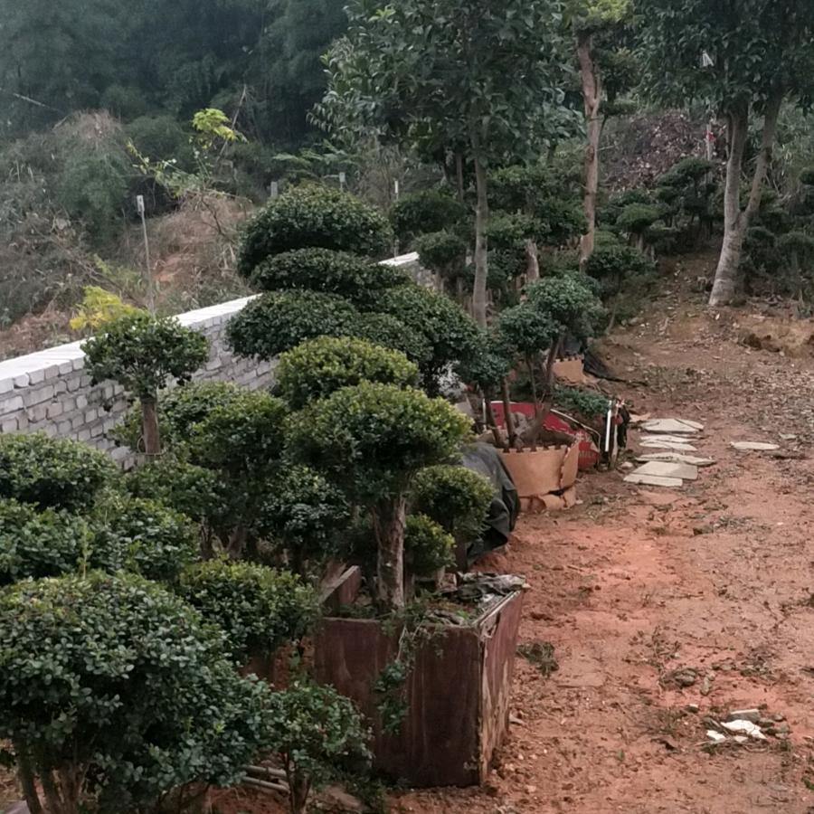 石材，盆景