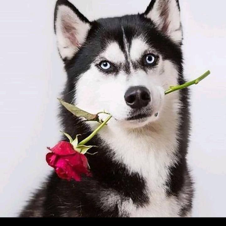 想要变胖的小邵