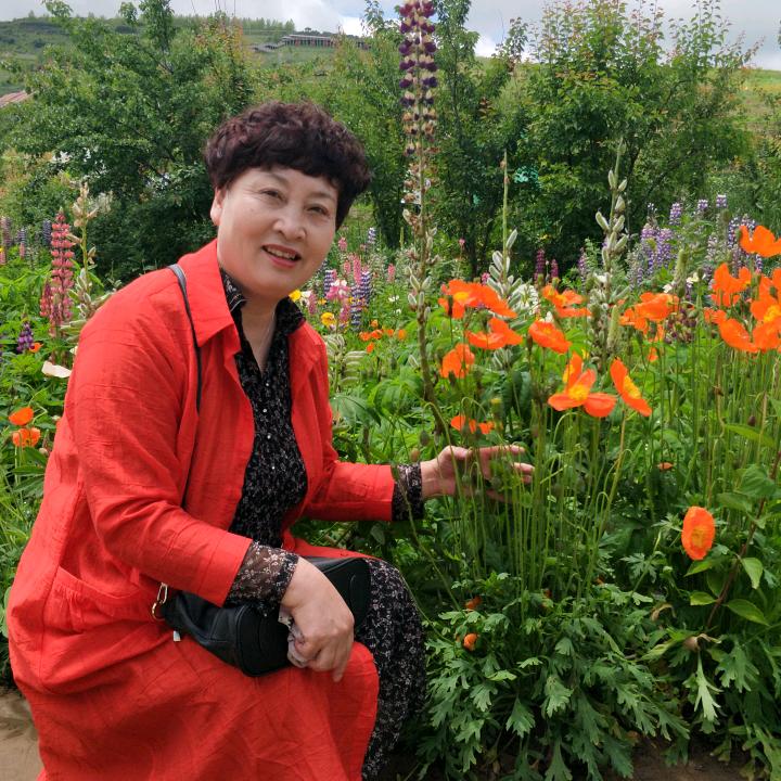 紫丁香