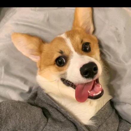 呼呼