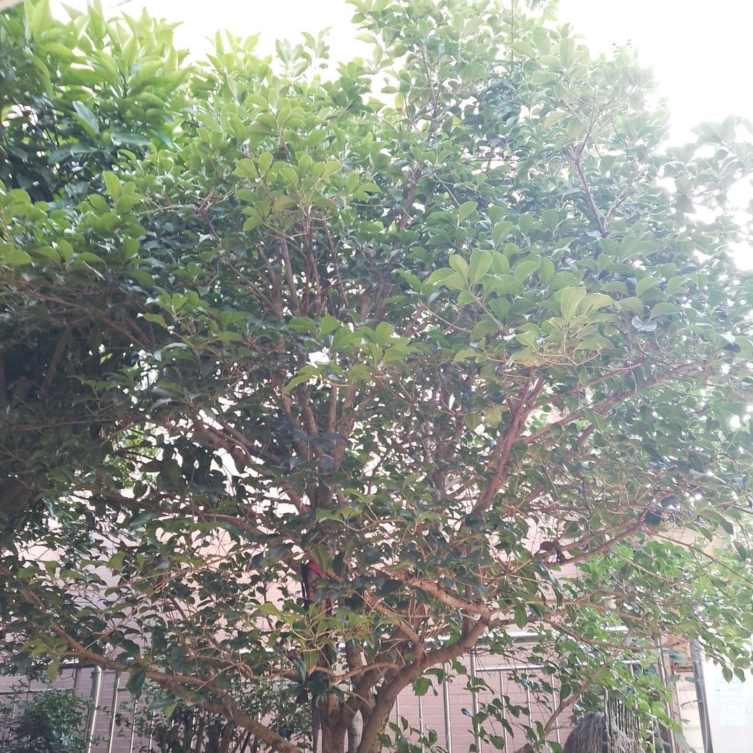 林林妈（首播）
