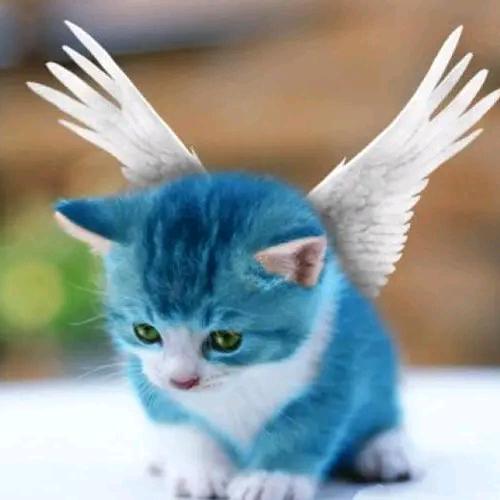 蓝猫甄选