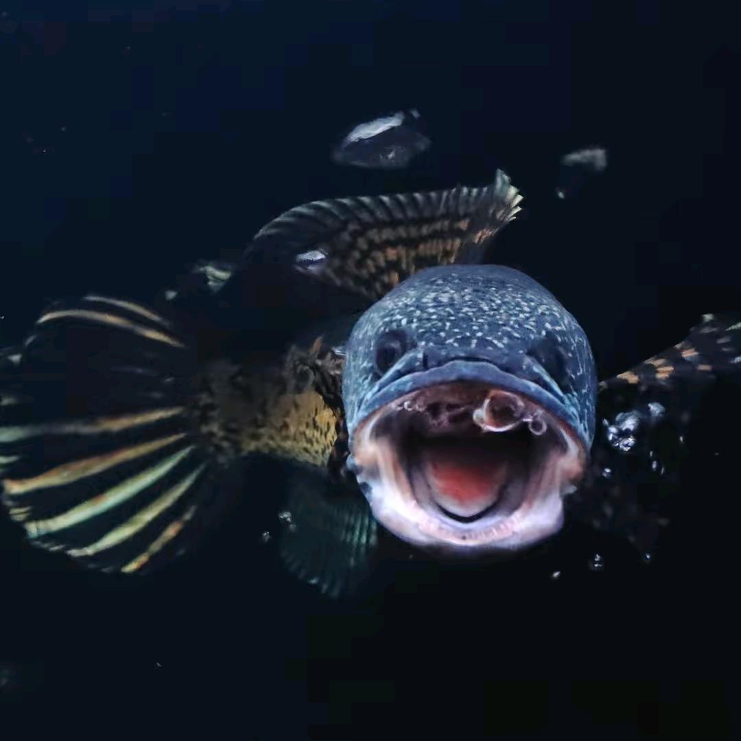 春光
