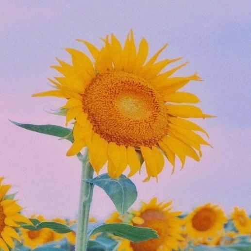 16🌻ᴳᵀʸ