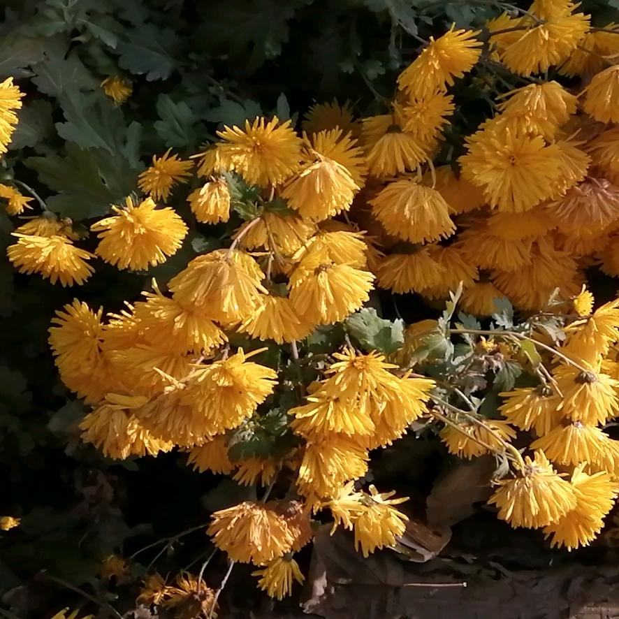 用户农村小暖男