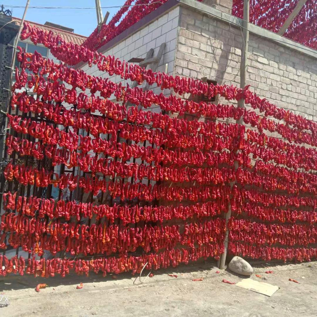 红红火火辣皮子