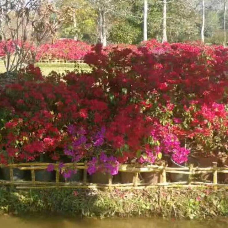 🌹🌹好风景🌹🌹