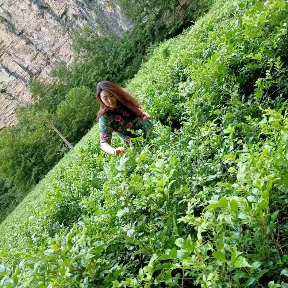 杨淼鈞