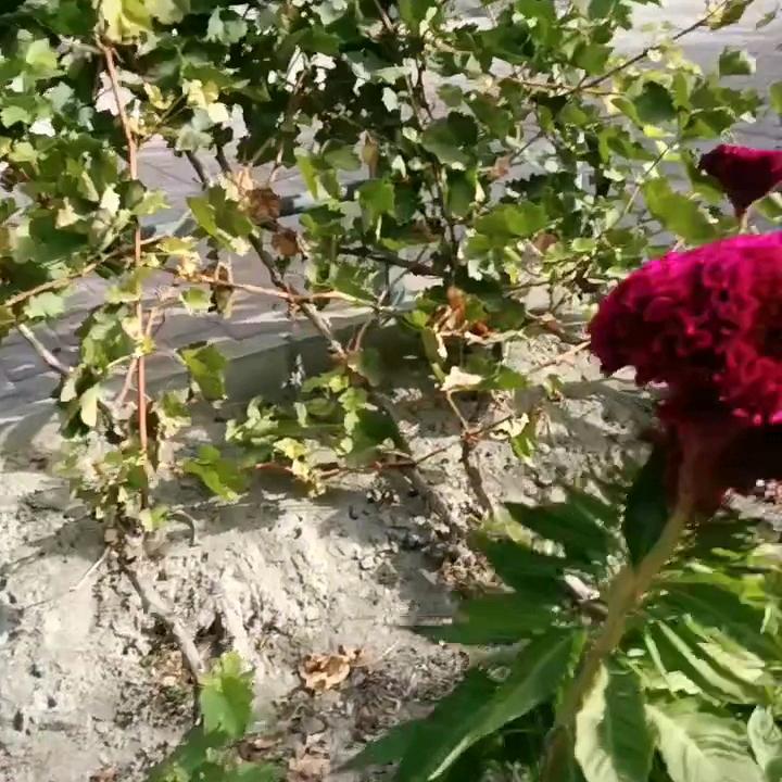 老尹