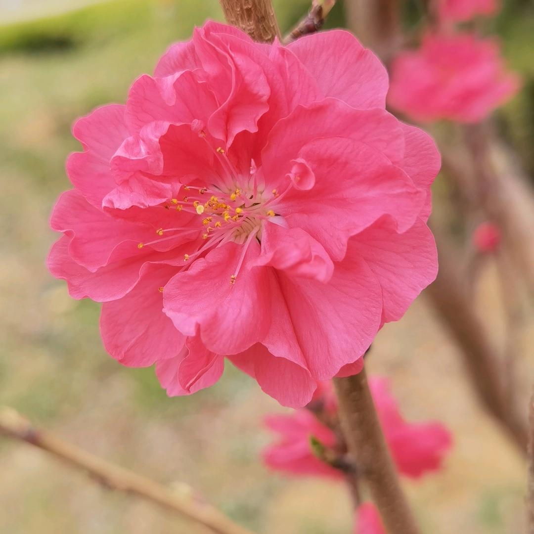 平安是福（请不要连赞）