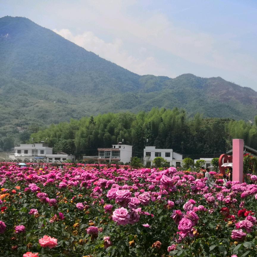 🌱🌾🌱🌺薰衣草🎋🎋🌾🌹