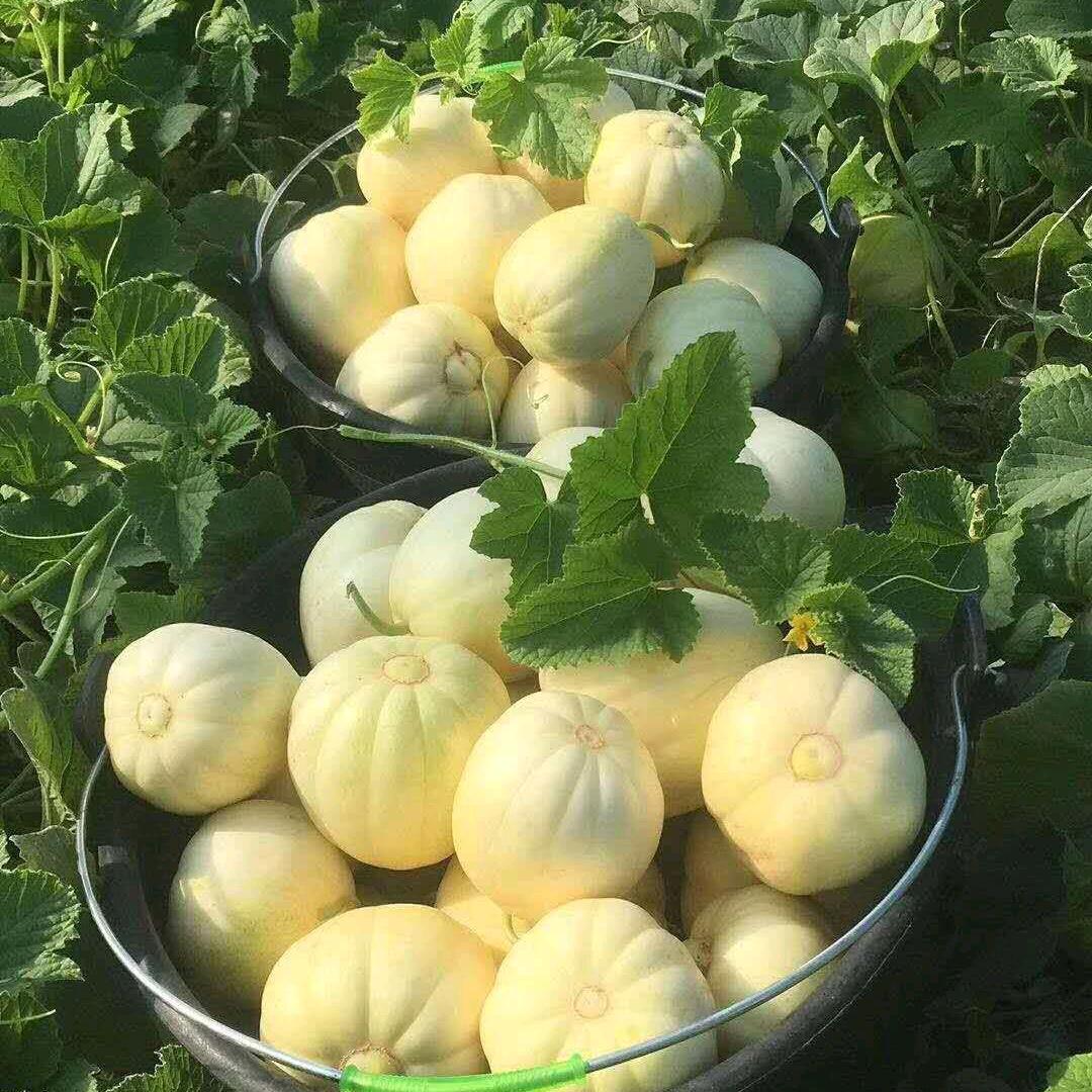 东北小阿生