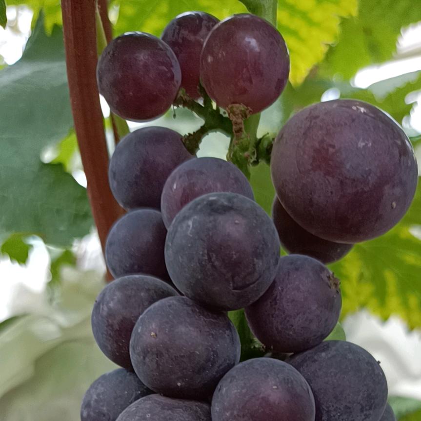 @建亮家庭农场李建