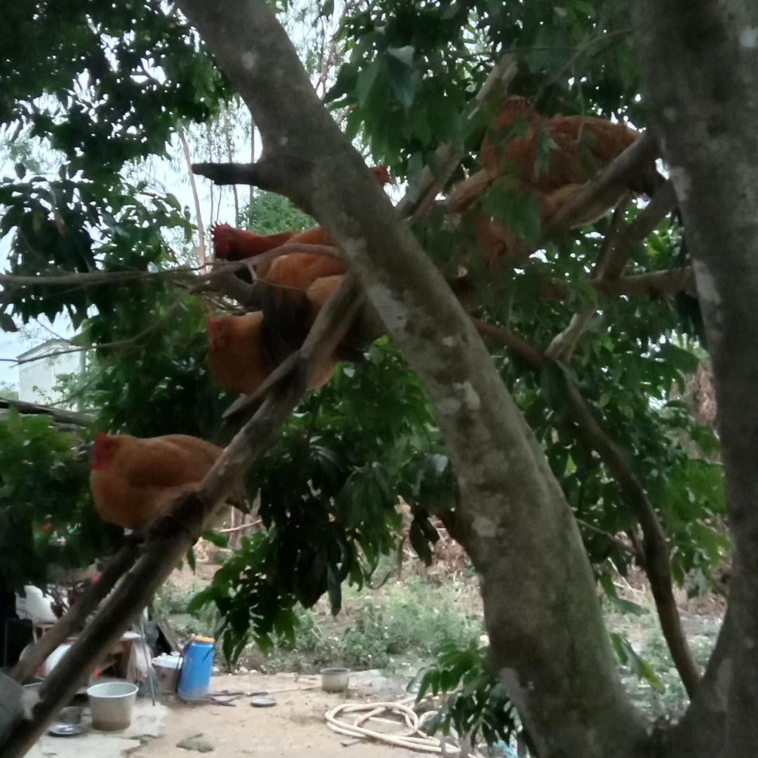 @天若有情@