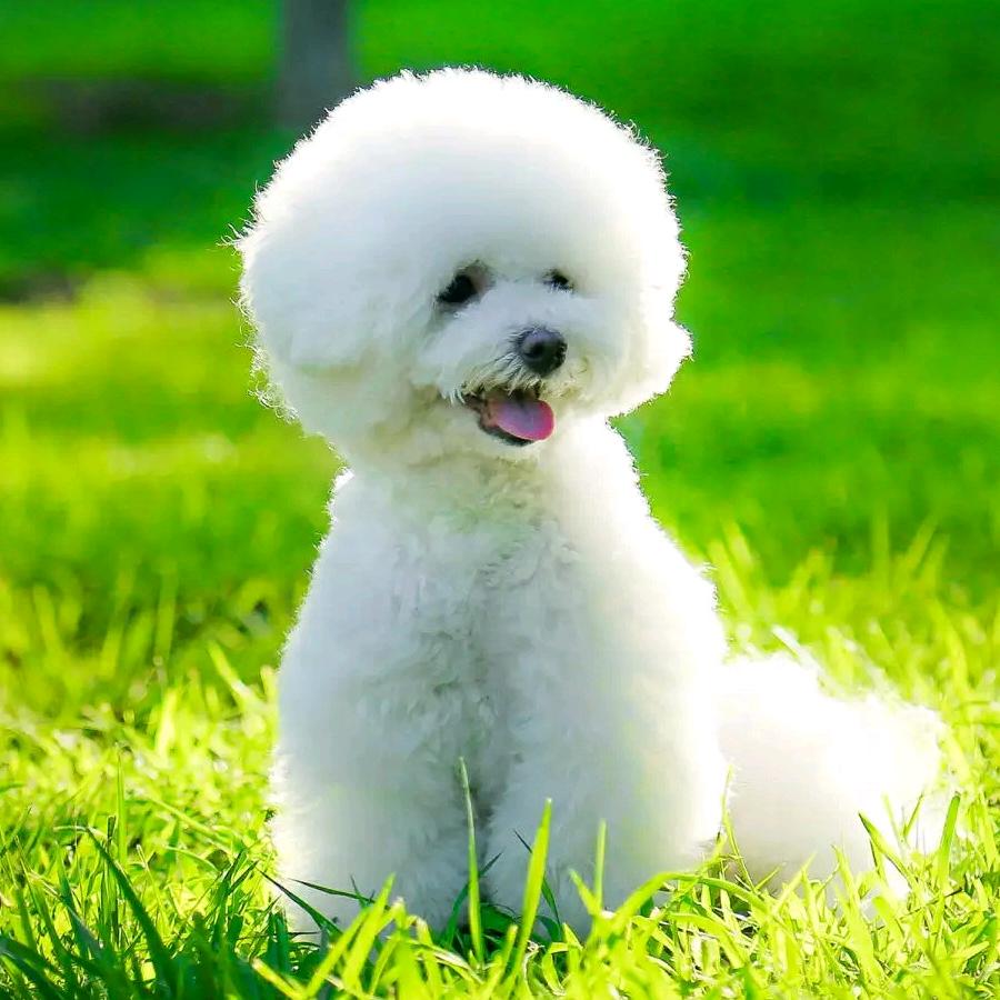 33#丝50目黑丝布