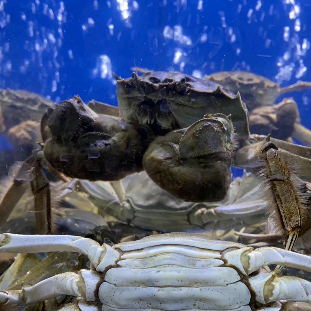 大闸蟹批发    零售     礼盒