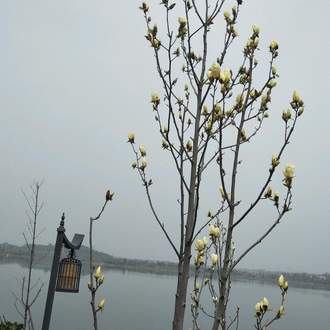 月是故乡明