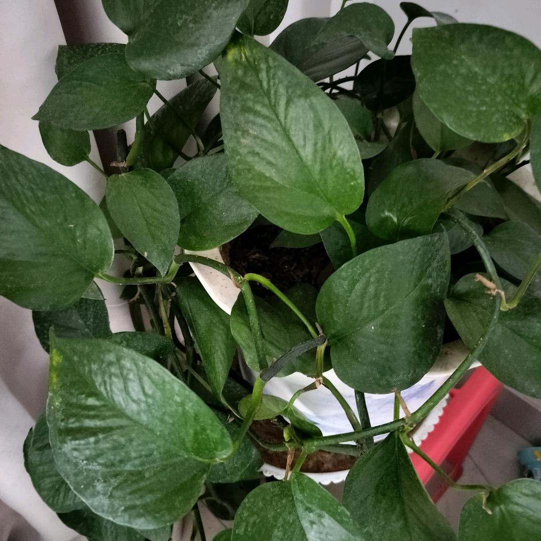 好好的爱你