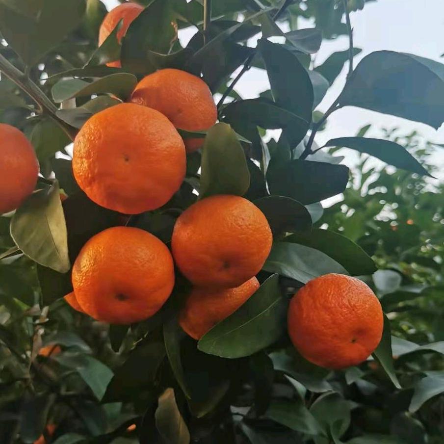 永旗果蔬