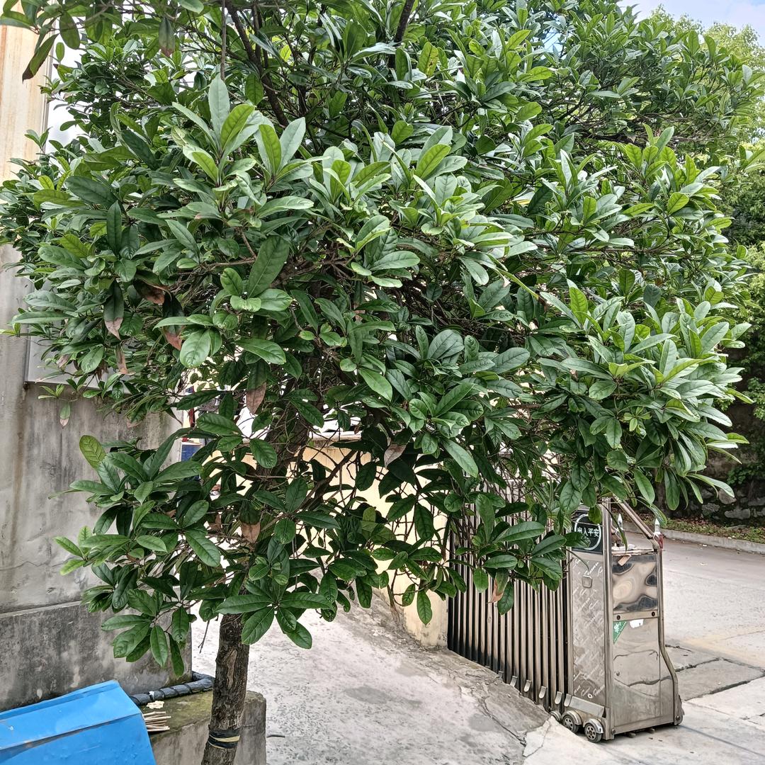 阳光‘