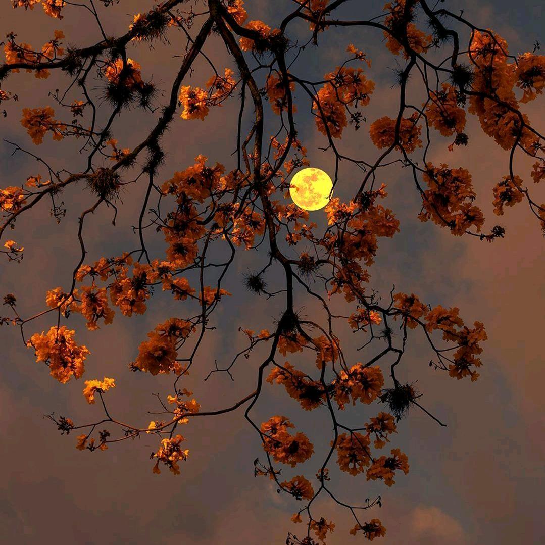 芹