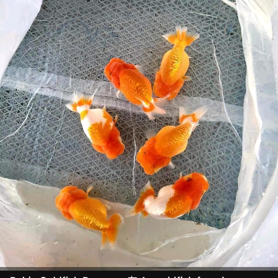 逗你给宝贝