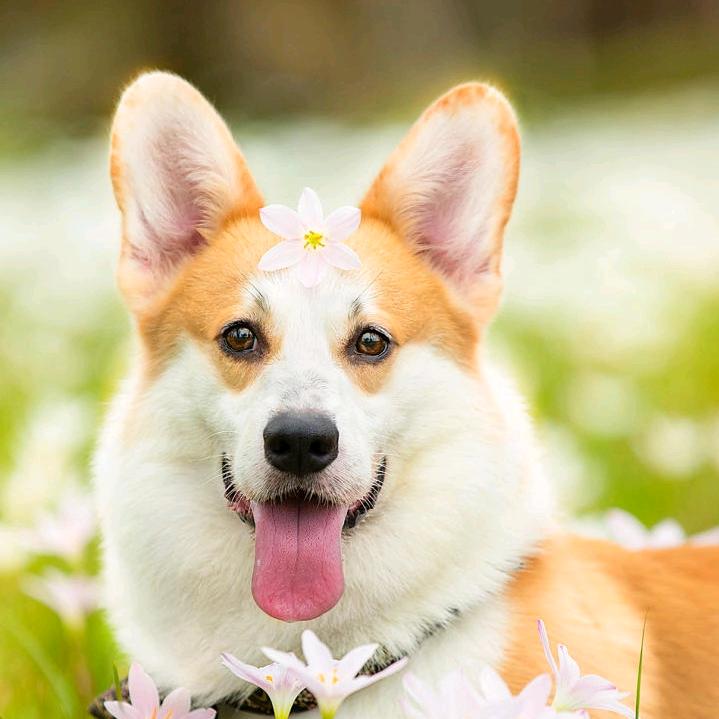 艳子