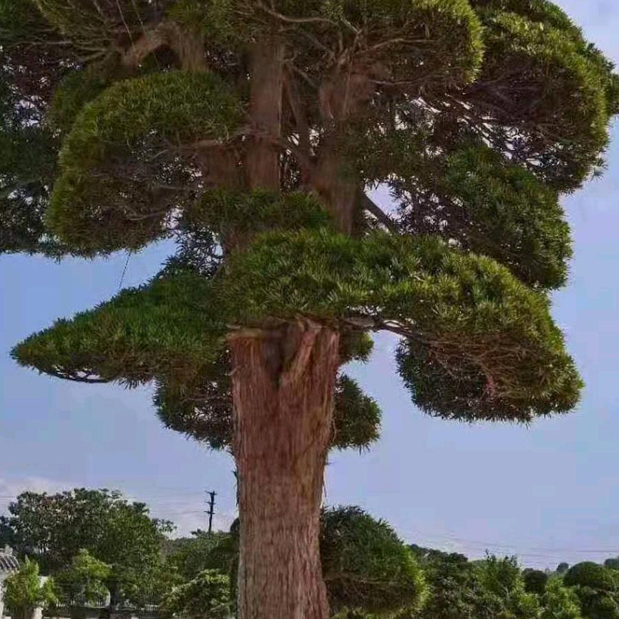 人在江湖飘