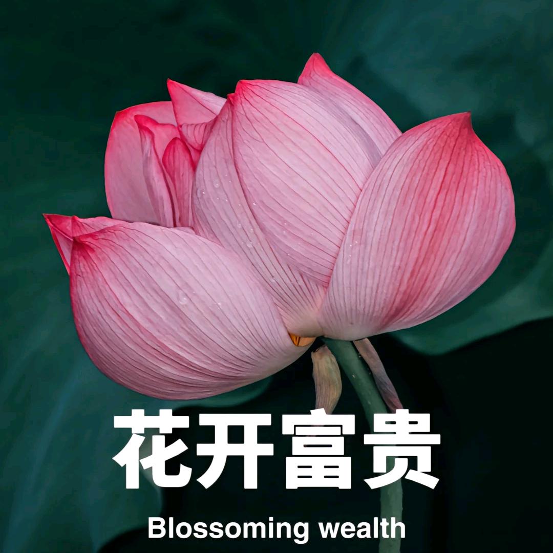 .花开富贵.