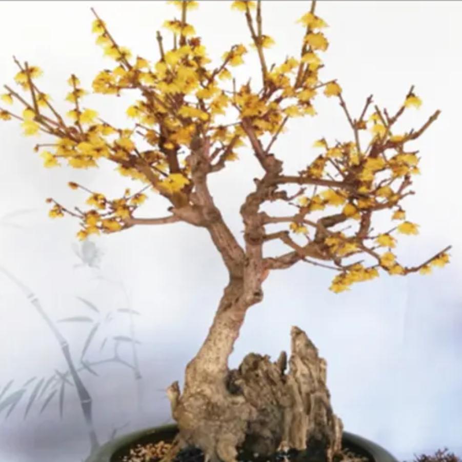 茗花阁园艺
