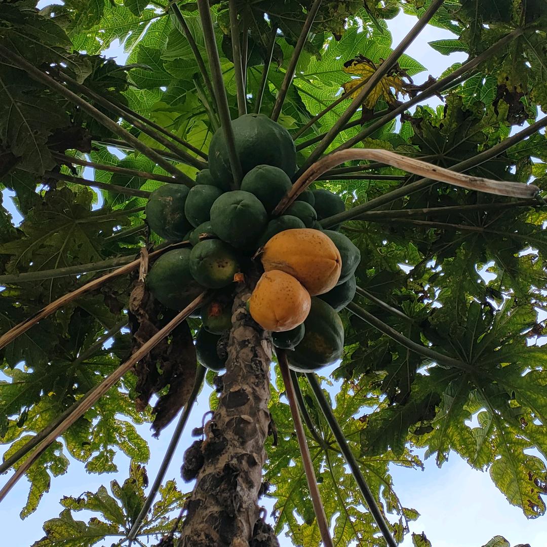 邵飞（安徽）