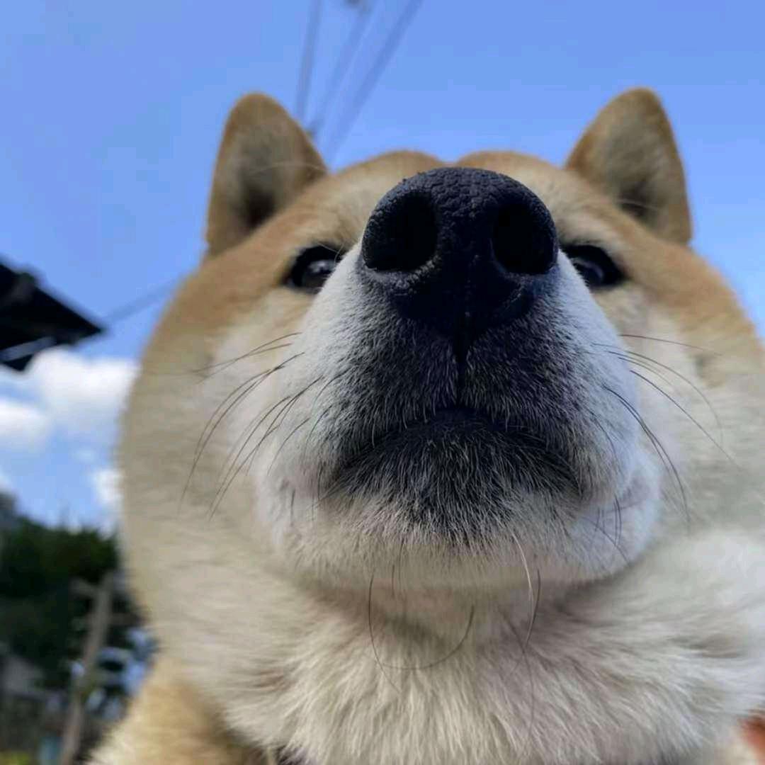 可爱的驴