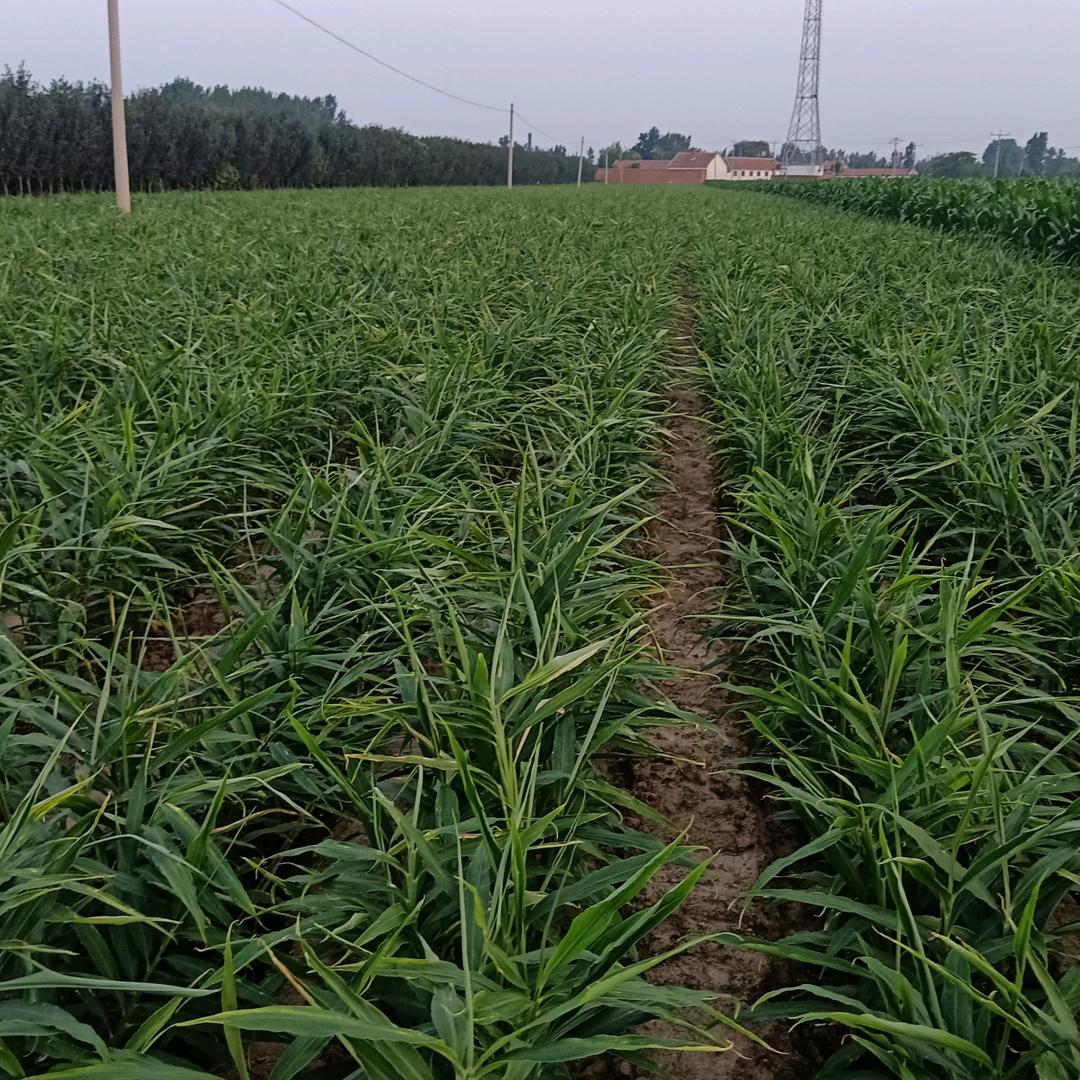 用户3252114539703佛缘