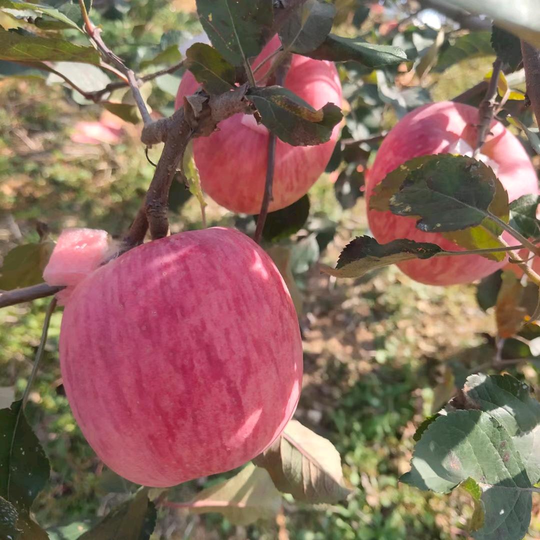 榆山后苹果，苗木