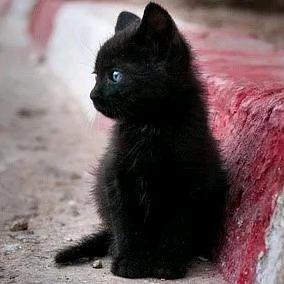 阿布布不是labubu