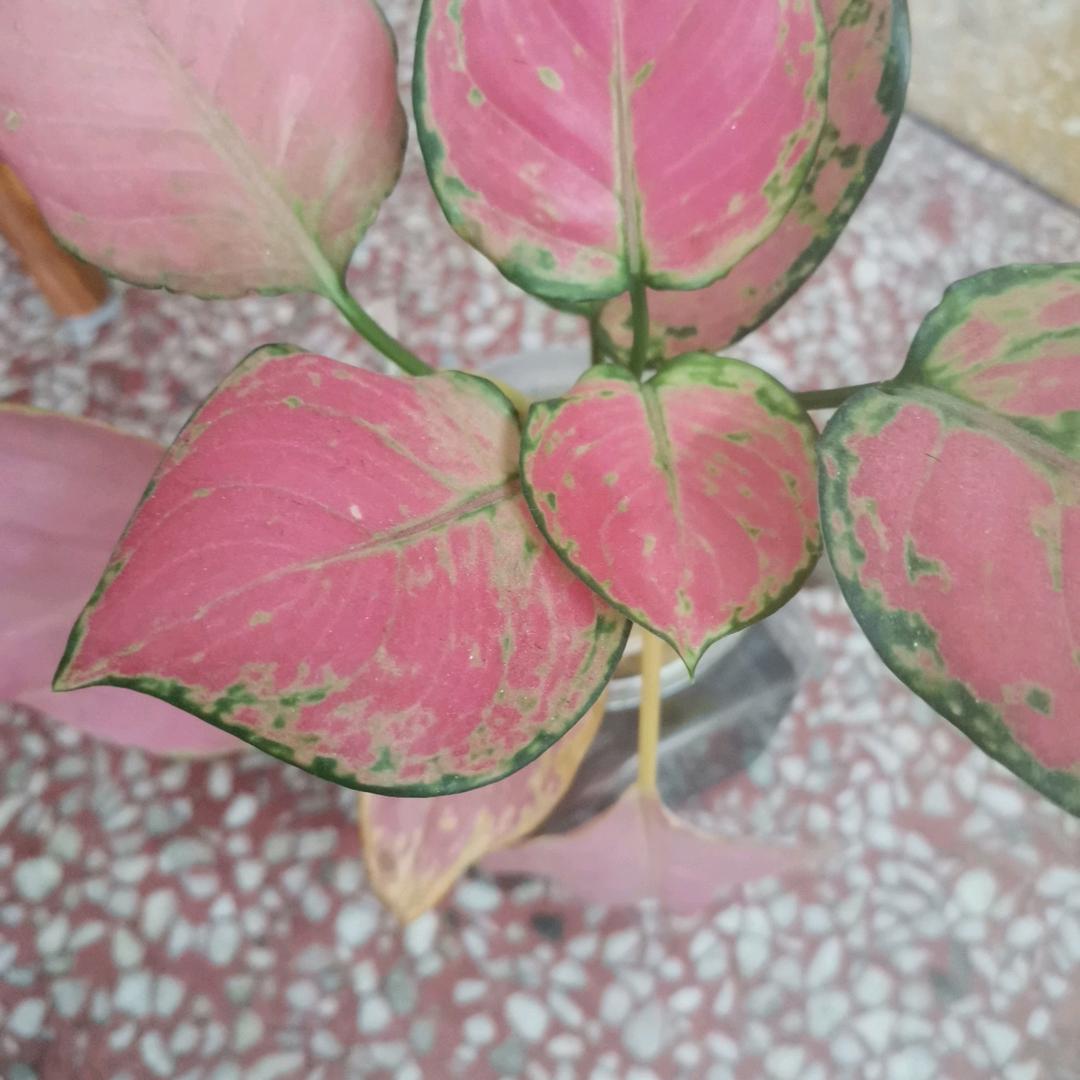 杨姐