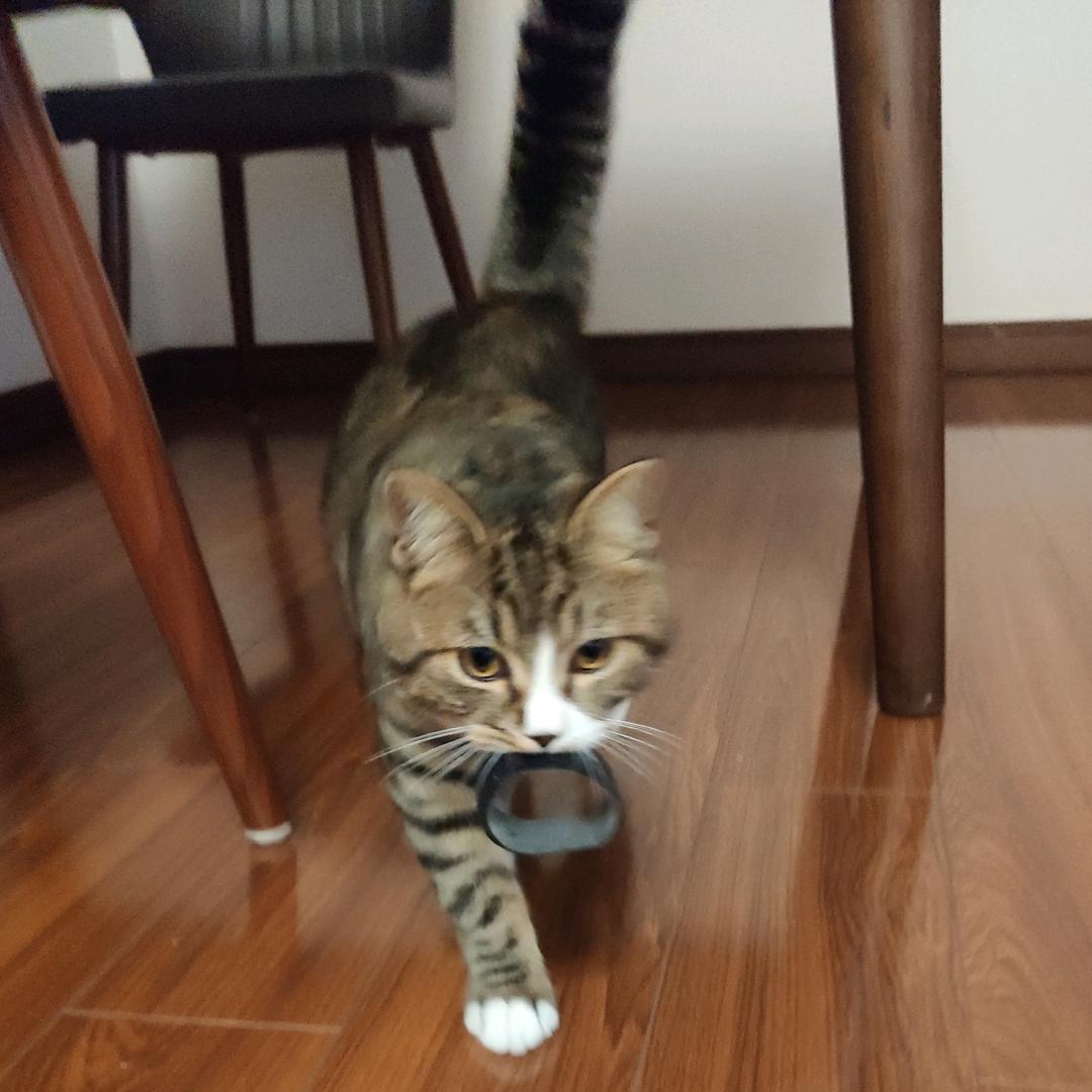 leilei
