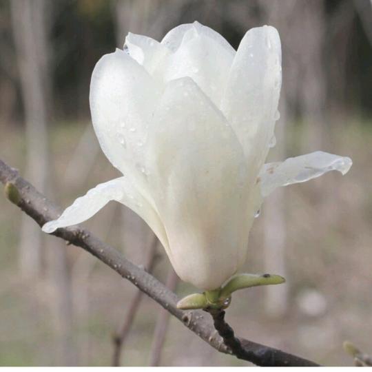 风清扬